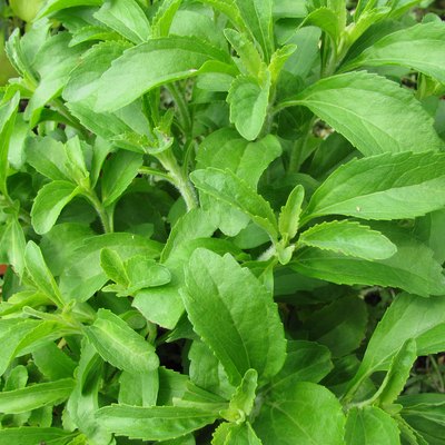 Fresh stevia leaves