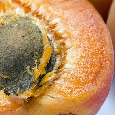 half apricot with stone, macro shot