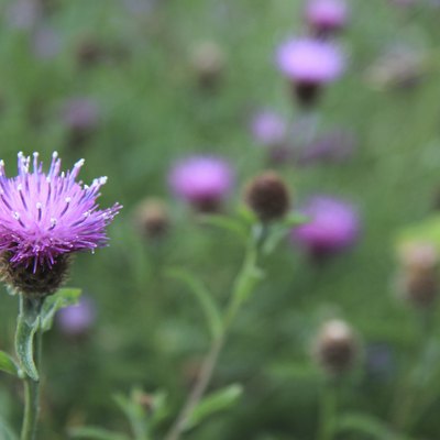 Thistle flower in a field of blurred thistles