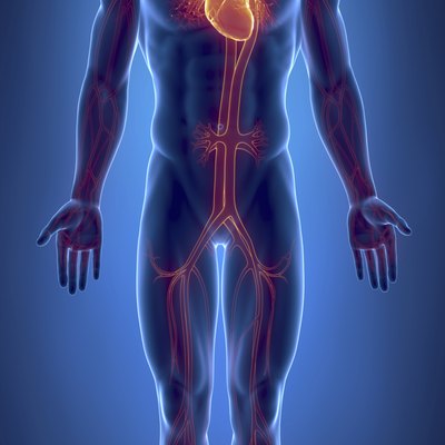 Cardiovascular system with glowing heart