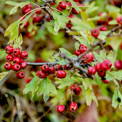 Hawthorn berries