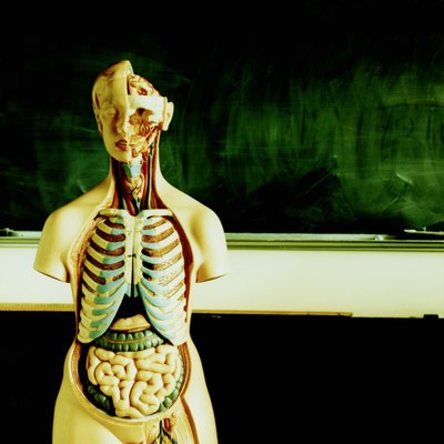 Anatomical model in classroom, chalkboard in background
