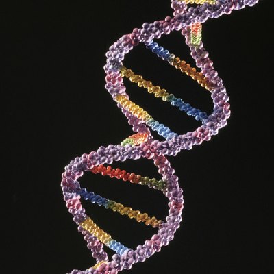DNA helix