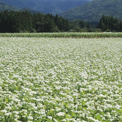 Buckwheat field in Kitakata, Fukushima Prefecture, Japan