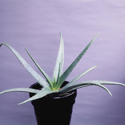 Aloe Vera