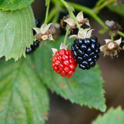 Blackberries Ripe and Unripe