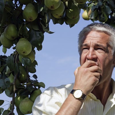 Senior man eating pears in orchard