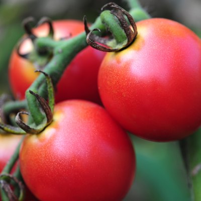 Fresh tomatoes in the garden