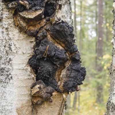 shelf fungus on the birch tree