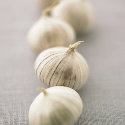 Garlic