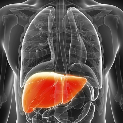 male liver