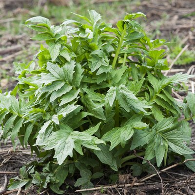 valerian plant at spring