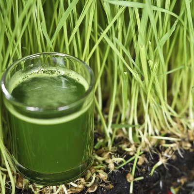 wheat grass juice