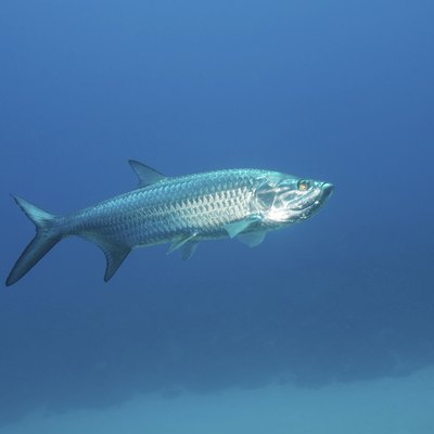 Tarpon