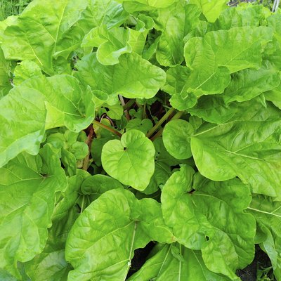 Rhubarb