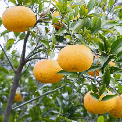 Tangerine growing on a tree