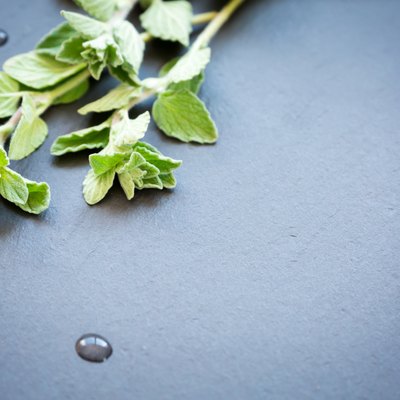 Fresh oregano on a dark stone background