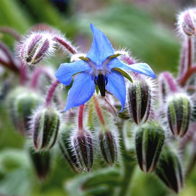 Borage
