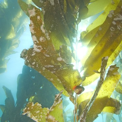 Kelp underwater at California island