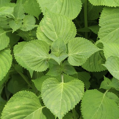 perilla leaves, egoma