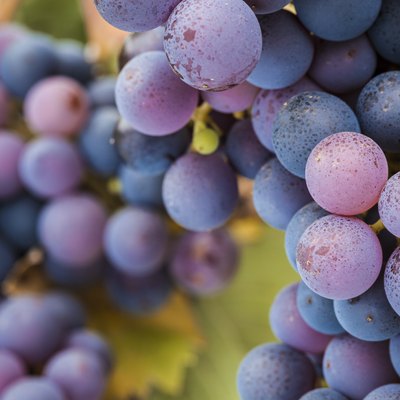 Pinot Noir grapes close-up