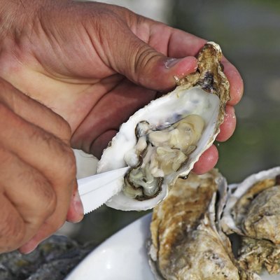 Fresh oysters