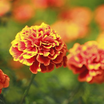 Marigolds, Saitama Prefecture, Japan