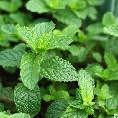 Fresh mint
