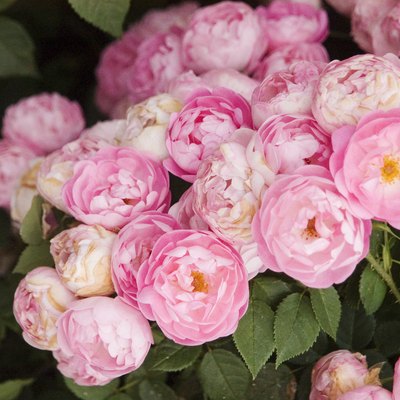 Beautiful pink roses growing in a garden.