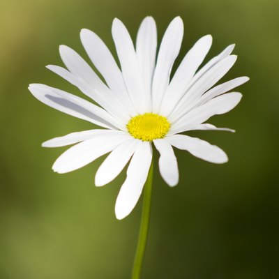 Camomile in garden
