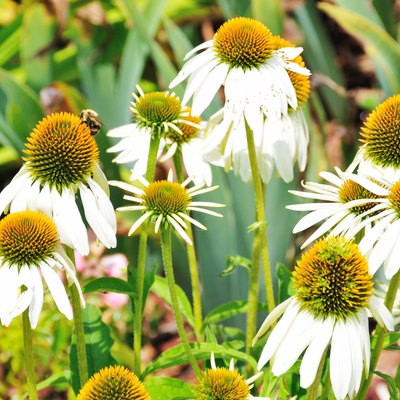 Coneflowers