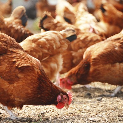 Chickens on traditional free range poultry farm