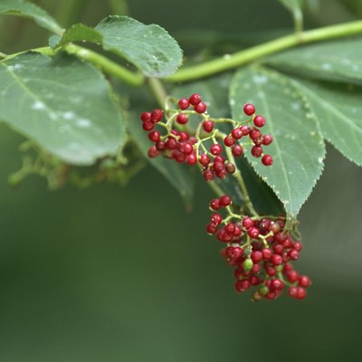 Elder fruits