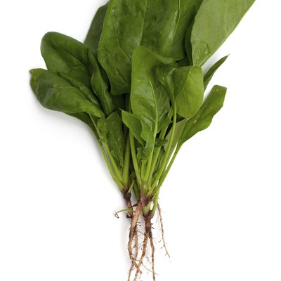 spinach isolated on white background