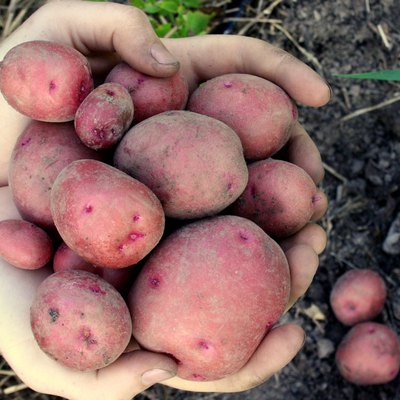 Harvesting Red Gold Potatoes