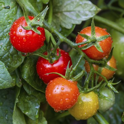 Natural looking tomato