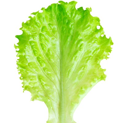 Fresh lettuce leaf