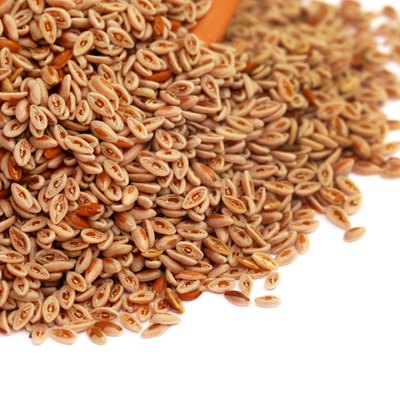 Medicinal Isabgol or psyllium husks