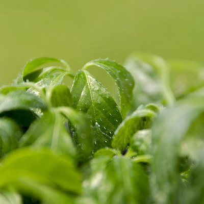 Miracle grass