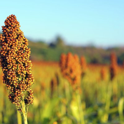 Close up of sorghum in morning sun light.