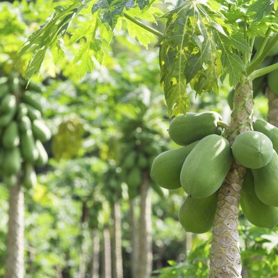 fresh papaya tree with bunch of fruits