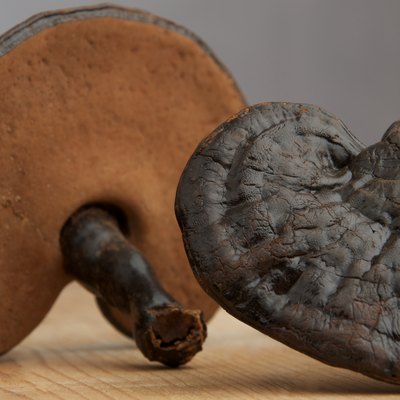 Reishi mushrooms