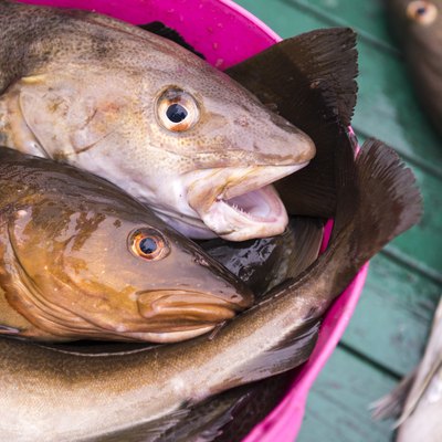 Fresh catch cod on boat, ocean and sea fishing, Iceland