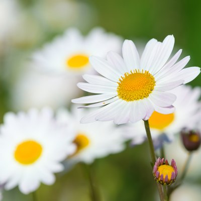 White daisy flowers (camomile) blooming on meadow