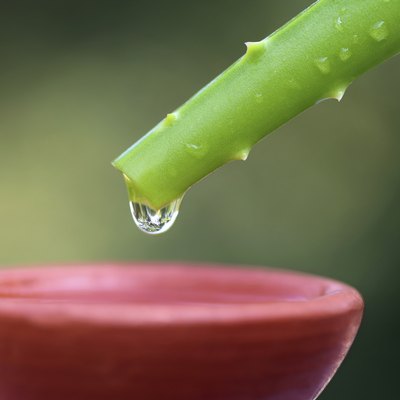 Falling aloe vera extract