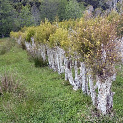 Tea Tree Plantation at Karamea, New Zealand.