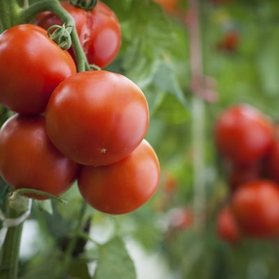 tomato