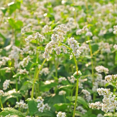 Buckwheat blossom