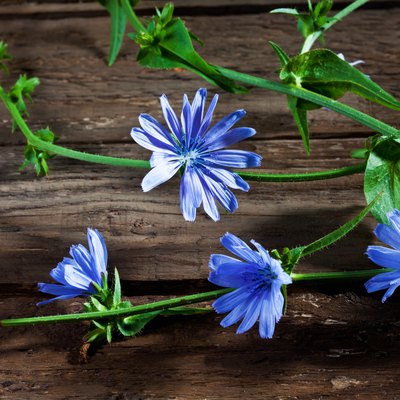 Blossoms of chicory