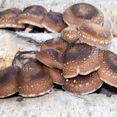 Shiitake mushrooms